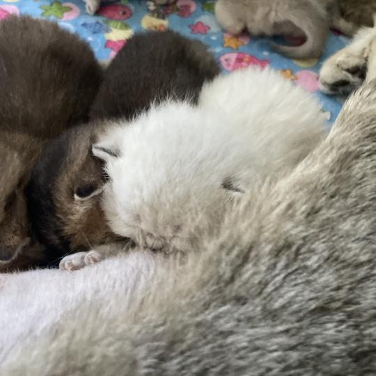 chaton British Shorthair seal golden point Burton Chatterie Le Domaine de Phyr seal golden point