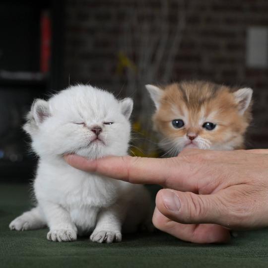 chaton British Shorthair seal golden point Burton Chatterie Le Domaine de Phyr seal golden point