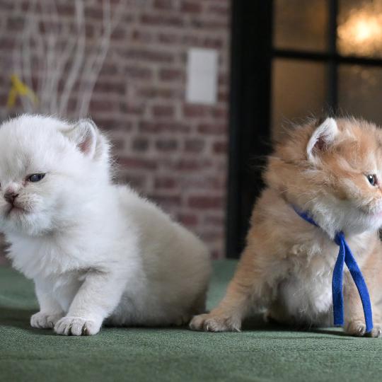 chaton British Shorthair seal golden point Burton Chatterie Le Domaine de Phyr seal golden point