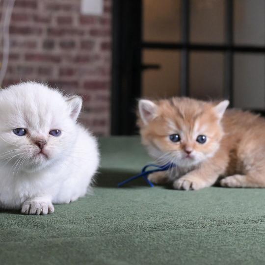 chaton British Shorthair seal golden point Burton Chatterie Le Domaine de Phyr seal golden point