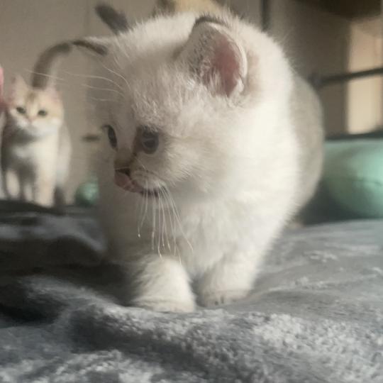 chaton British Shorthair seal golden point Burton Chatterie Le Domaine de Phyr seal golden point