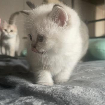 Burton Du Domaine de Phyr Mâle British Shorthair