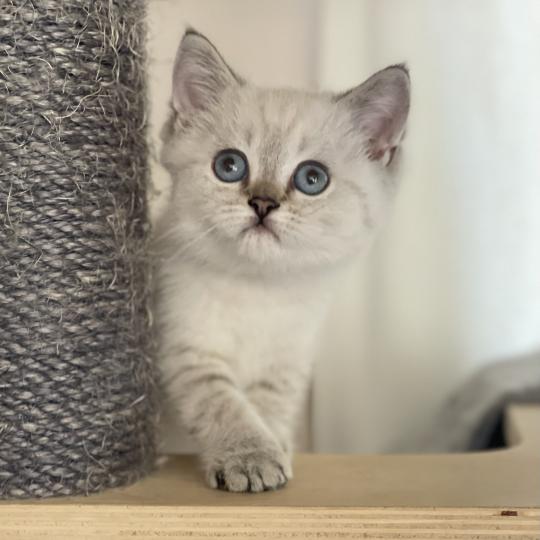 chaton British Shorthair seal golden point Burton Chatterie Le Domaine de Phyr seal golden point