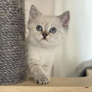 Burton Du Domaine de Phyr Mâle British Shorthair