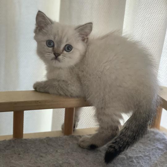 chaton British Shorthair seal golden point Burton Chatterie Le Domaine de Phyr seal golden point