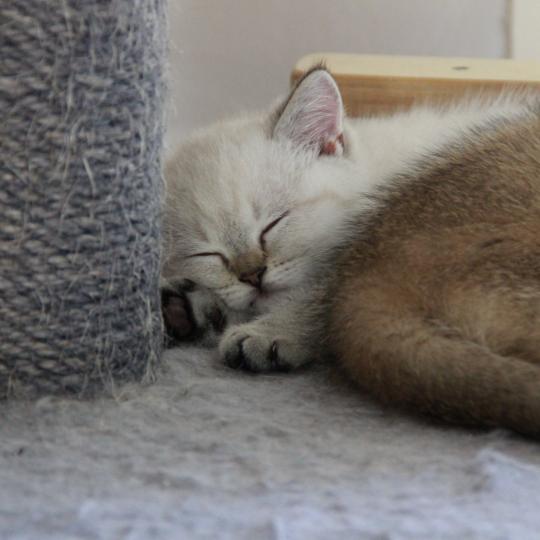 chaton British Shorthair seal golden point Burton Chatterie Le Domaine de Phyr seal golden point