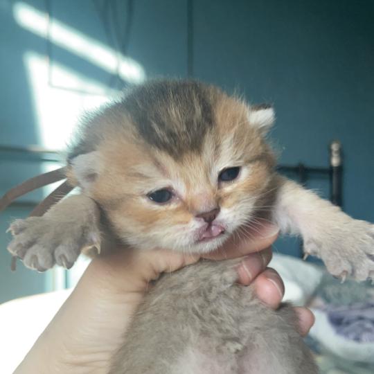 chaton British Shorthair black golden shaded Byrd Chatterie Le Domaine de Phyr black golden shaded