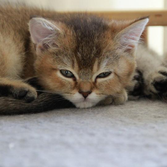 chaton British Shorthair black golden shaded Byrd Chatterie Le Domaine de Phyr black golden shaded