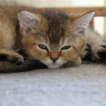 Byrd Du Domaine de Phyr Mâle British Shorthair