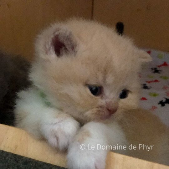Albâtre Du Domaine de Phyr Mâle British Shorthair
