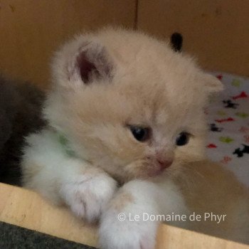 Albâtre Du Domaine de Phyr Mâle British Shorthair