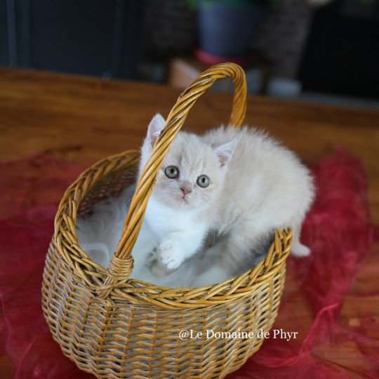 chaton British Shorthair cream bicolor Albâtre Chatterie Le Domaine de Phyr cream bicolor
