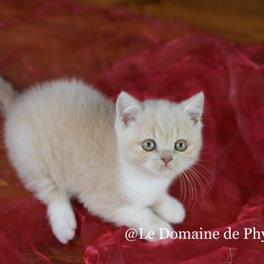 chaton British Shorthair cream bicolor Albâtre Chatterie Le Domaine de Phyr cream bicolor
