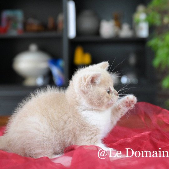 chaton British Shorthair cream bicolor Albâtre Chatterie Le Domaine de Phyr cream bicolor