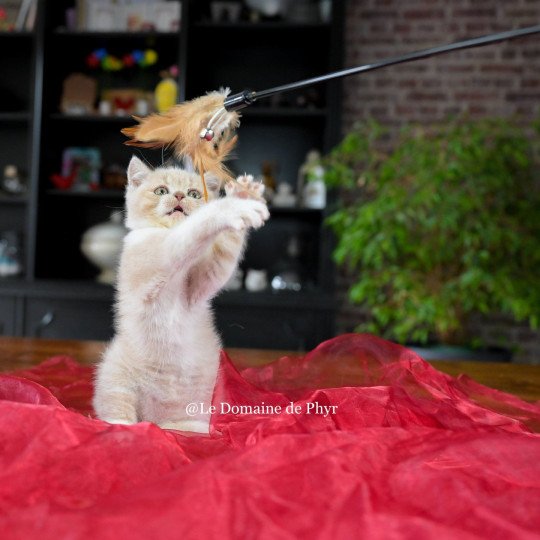 chaton British Shorthair cream bicolor Albâtre Chatterie Le Domaine de Phyr cream bicolor