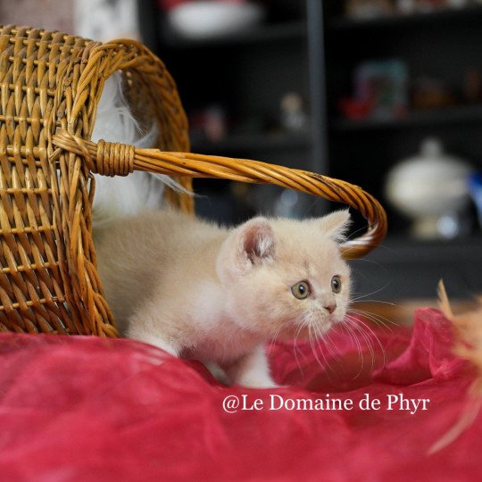 chaton British Shorthair cream bicolor Albâtre Chatterie Le Domaine de Phyr cream bicolor
