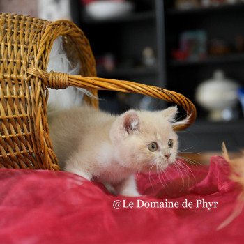 Albâtre Du Domaine de Phyr Mâle British Shorthair