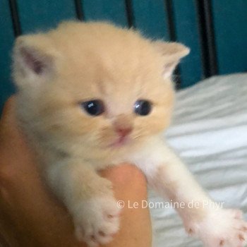 Acajou Du Domaine de Phyr Mâle British Shorthair