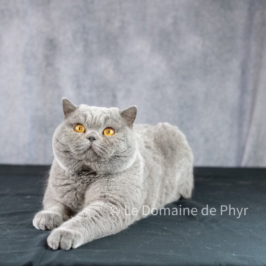 chat British Shorthair blue TRESOR Chatterie Le Domaine de Phyr blue 