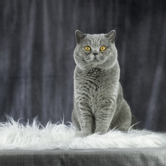 chat British Shorthair blue ELIS FARM TRESOR Chatterie Le Domaine de Phyr blue 