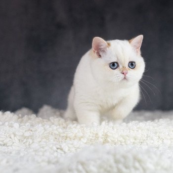 Widget Femelle British Shorthair