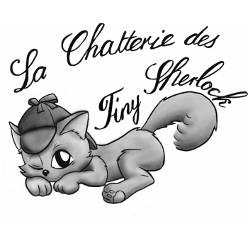 Chatterie des Tiny Sherlock