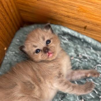 Bora Femelle Ragdoll