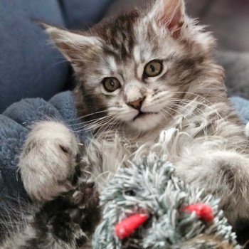 Arès Mâle Maine coon