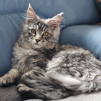 Arès Mâle Maine coon