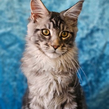 Arès Mâle Maine coon