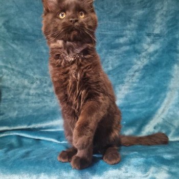 Tara Femelle Maine coon