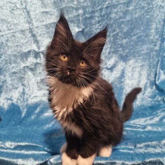 chaton Maine coon black bicolor Tiana Chatterie des coons d'Ambre black & blanc