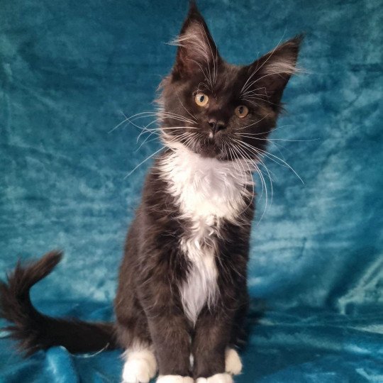 chaton Maine coon black & blanc Tiana Chatterie des coons d'Ambre black & blanc