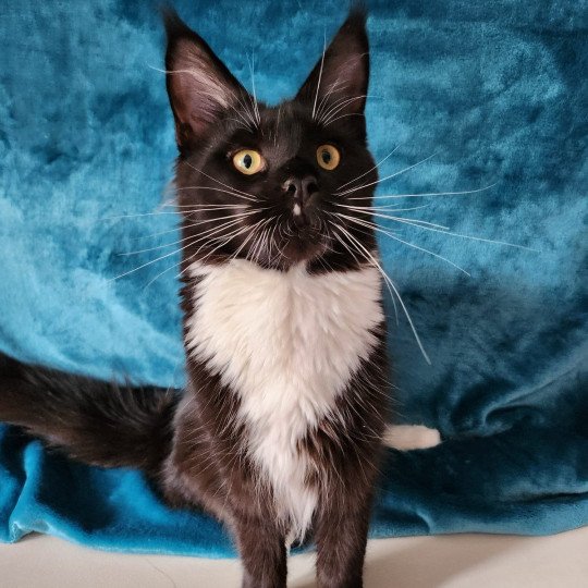 chaton Maine coon black & blanc Tiana Chatterie des coons d'Ambre black & blanc