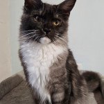 Uguette des coons d'Ambre Femelle Maine coon Uguette des coons d'Ambre Femelle Maine coon