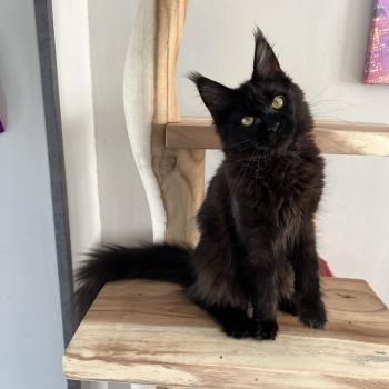 Allblack du wind of Coon Du wind of coon Femelle Maine coon