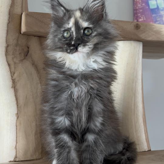 B du wind of Coon Du wind of coon Femelle Maine coon