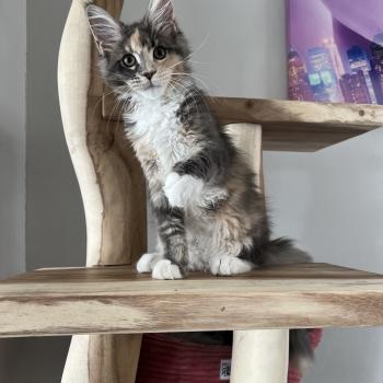Bloucky du wind of Coon Du wind of coon Femelle Maine coon