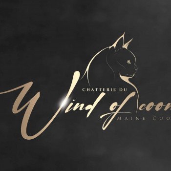 Chatterie du wind of coon
