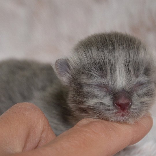 chaton Munchkin Longhair blue bicolor Chatterie de Kalinka blue bicolor