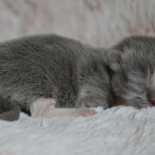 chaton Munchkin Longhair blue bicolor Chatterie de Kalinka blue bicolor