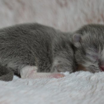 Aphrodite De Kalinka Femelle Munchkin Shorthair