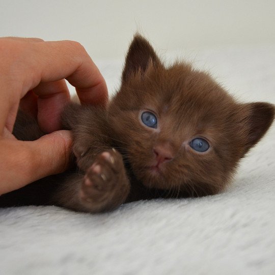 chaton Munchkin Longhair chocolate Amaretto Chatterie de Kalinka chocolate 