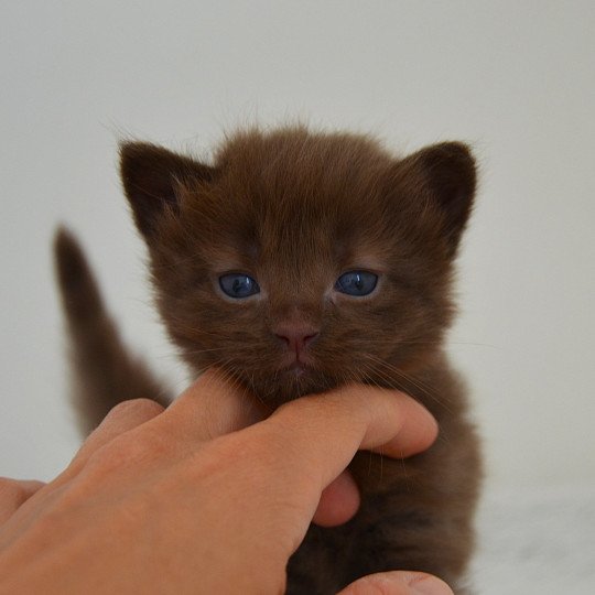 chaton Munchkin Longhair chocolate Amaretto Chatterie de Kalinka chocolate 