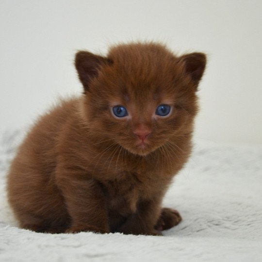 chaton Munchkin Longhair chocolate Amaretto Chatterie de Kalinka chocolate 
