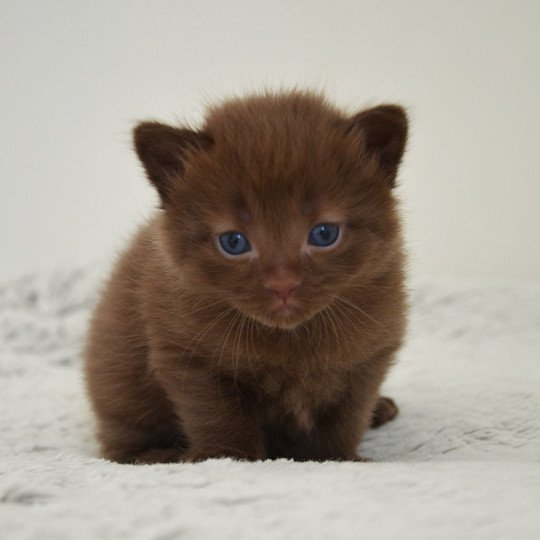 chaton Munchkin Longhair chocolate Amaretto Chatterie de Kalinka chocolate 