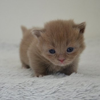 Arsouille De Kalinka Mâle Munchkin Longhair