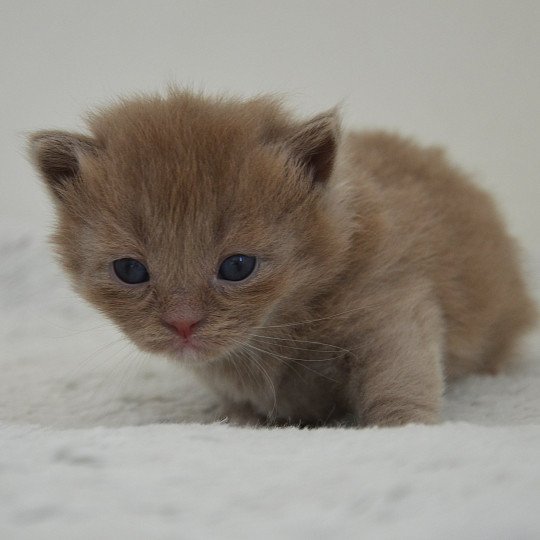 chaton Munchkin Longhair lilac bicolor Arsouille Chatterie de Kalinka lilac bicolor