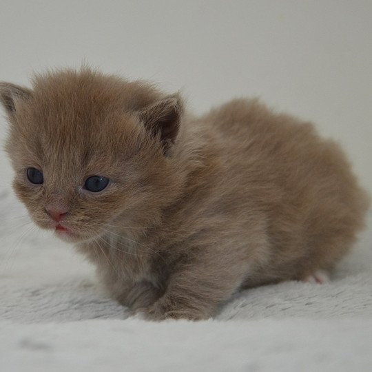 chaton Munchkin Longhair lilac bicolor Arsouille Chatterie de Kalinka lilac bicolor