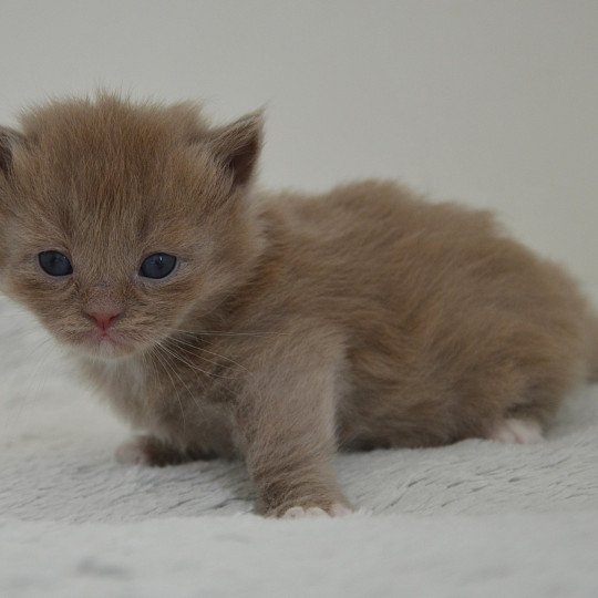chaton Munchkin Longhair lilac bicolor Arsouille Chatterie de Kalinka lilac bicolor